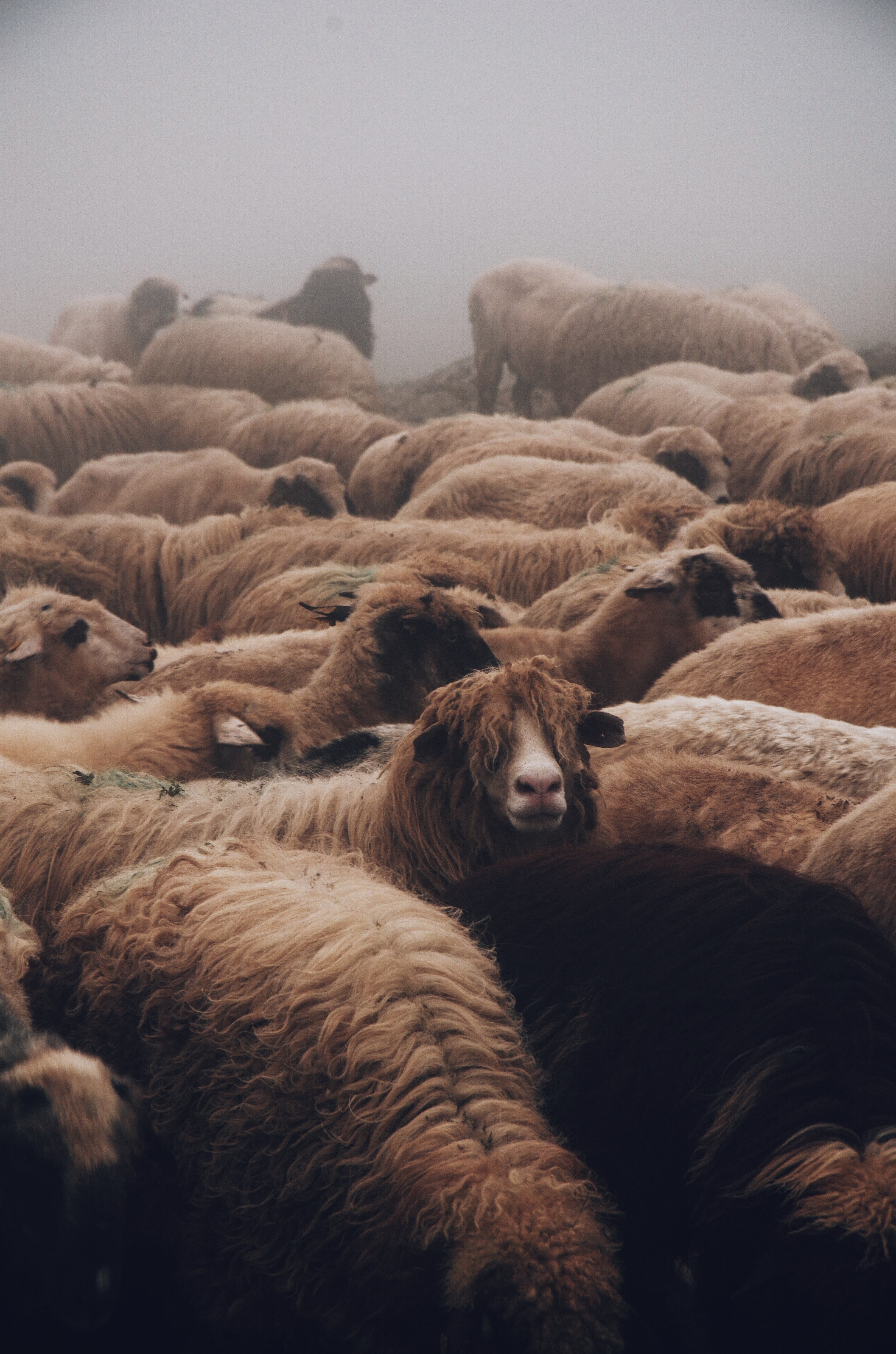 can sheep shears be used on dogs