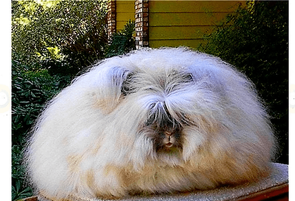 Types of Wool and Their Properties: Alpaca, Angora, and Camel Wool
